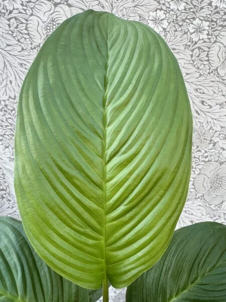 タッカ　シャントリエリ　葉