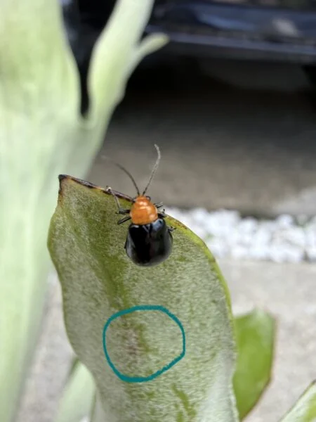 ビカクシダ　ネーザランド　害虫　クロウリハムシ