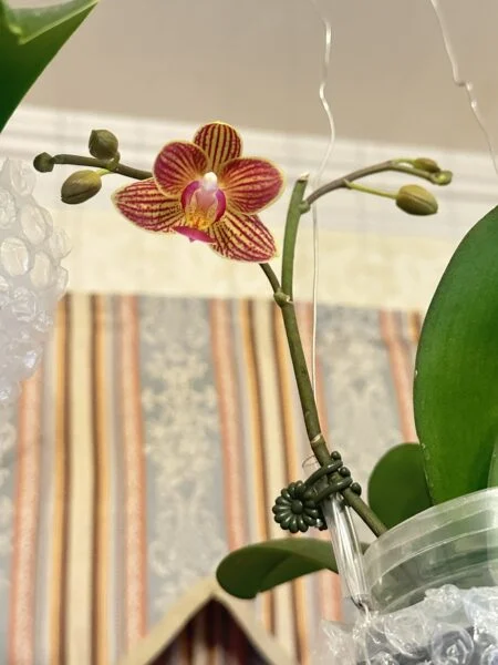 ミニ胡蝶蘭　キシマ　カララ　ペットボトル栽培で初の開花です🙌