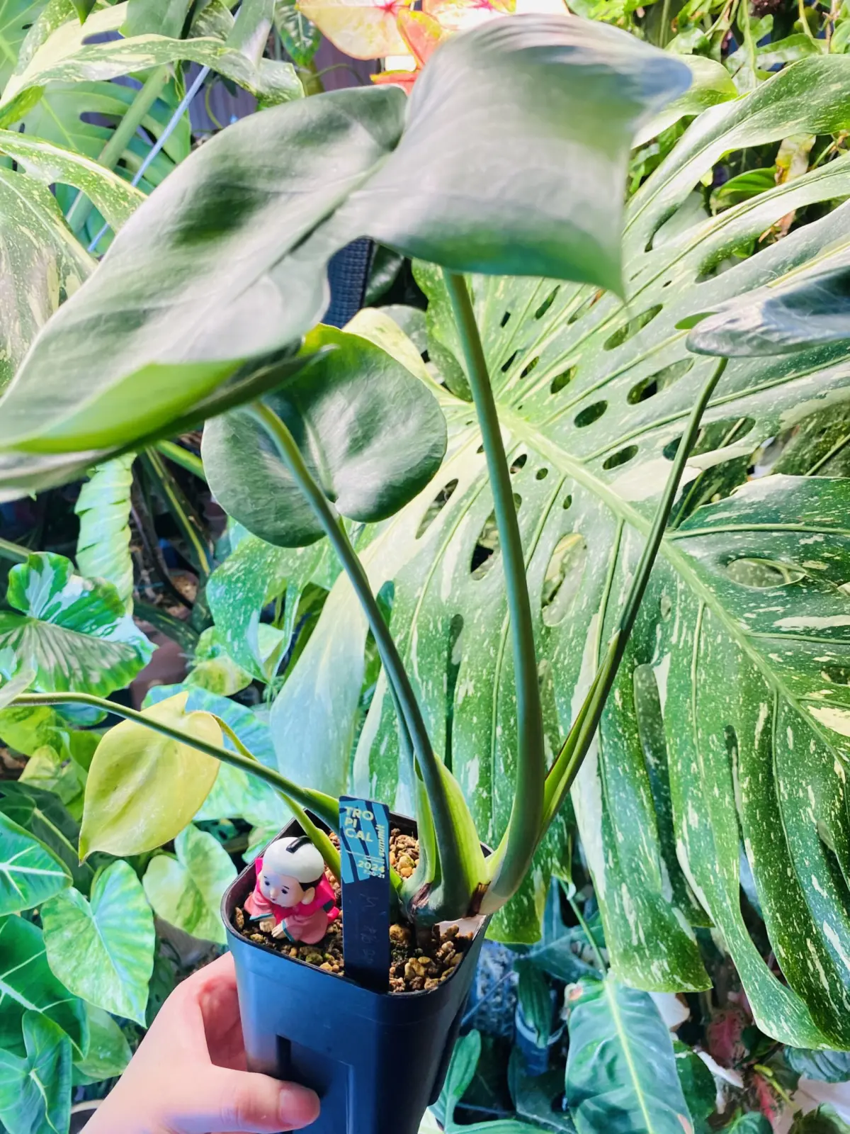 モンステラ 福助