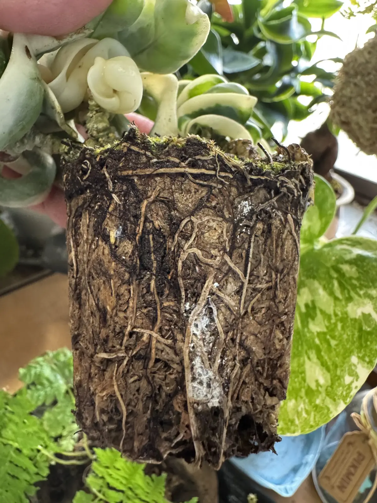 ホヤ　コンパクタ　斑入り　根カイガラムシ　虫