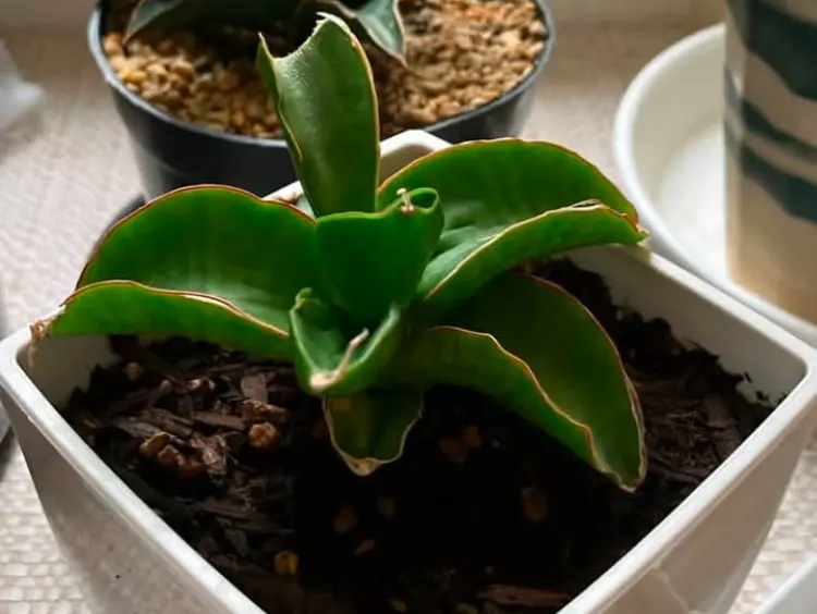 サンセベリア　ホムセン　成長①