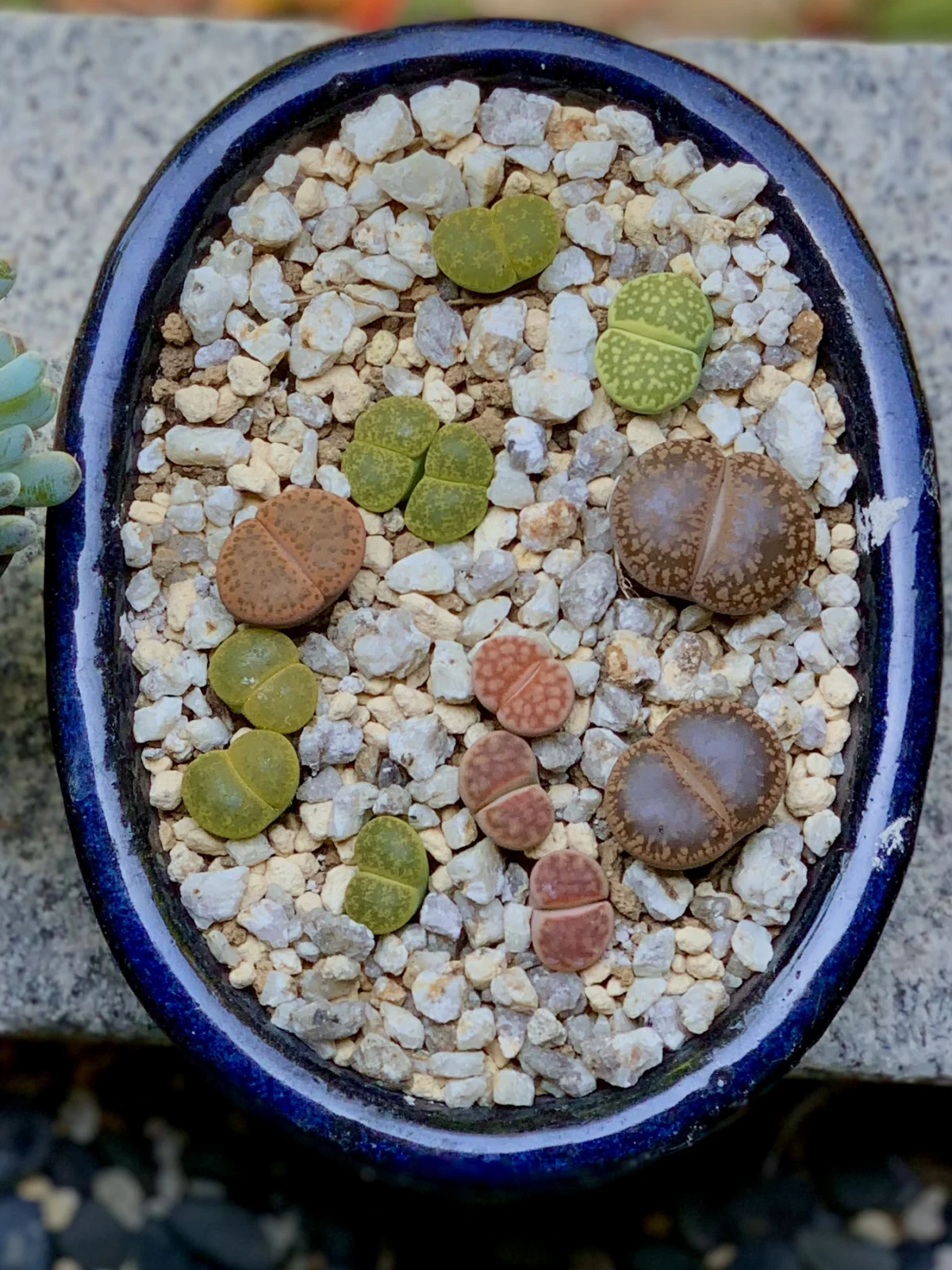 リトープス
