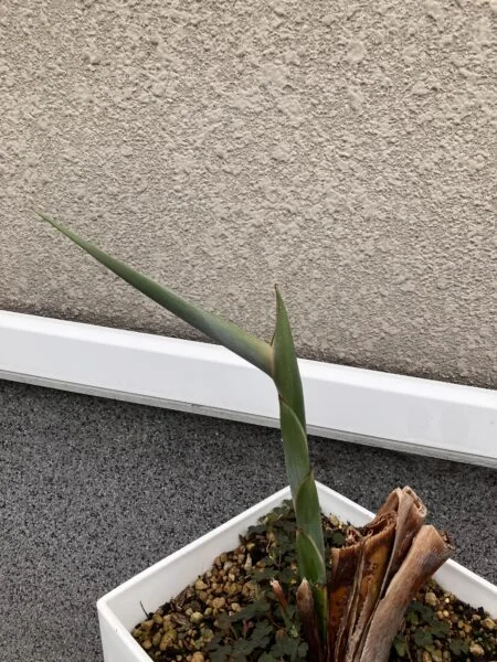 ストレチア　レギネ　ホムセン