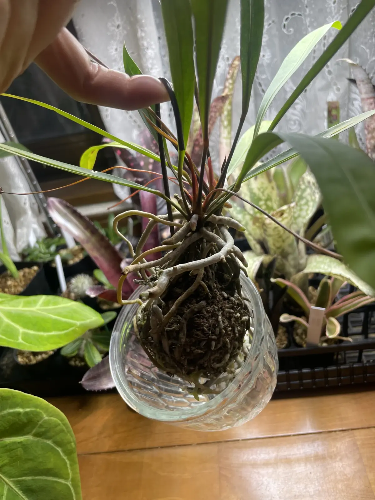 アンスリウム　グラシレ　苔玉