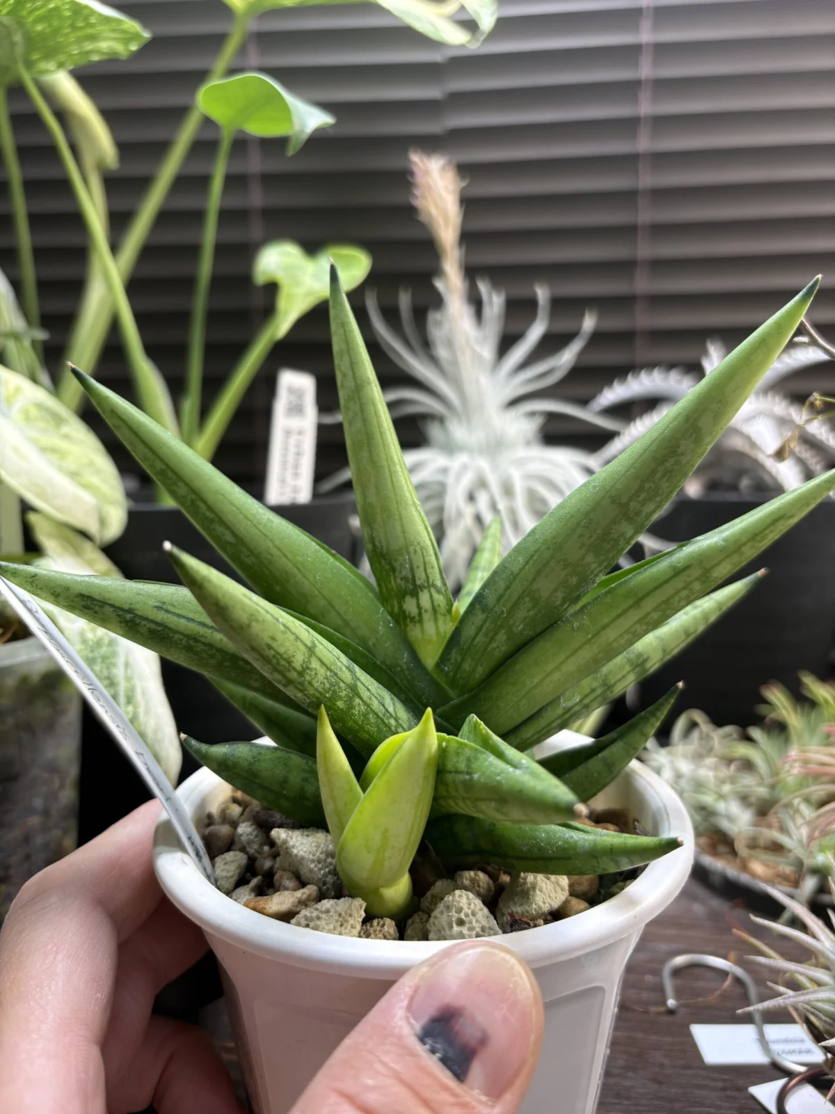 サンスベリア　ボンセレンシスドワーフ　曙斑