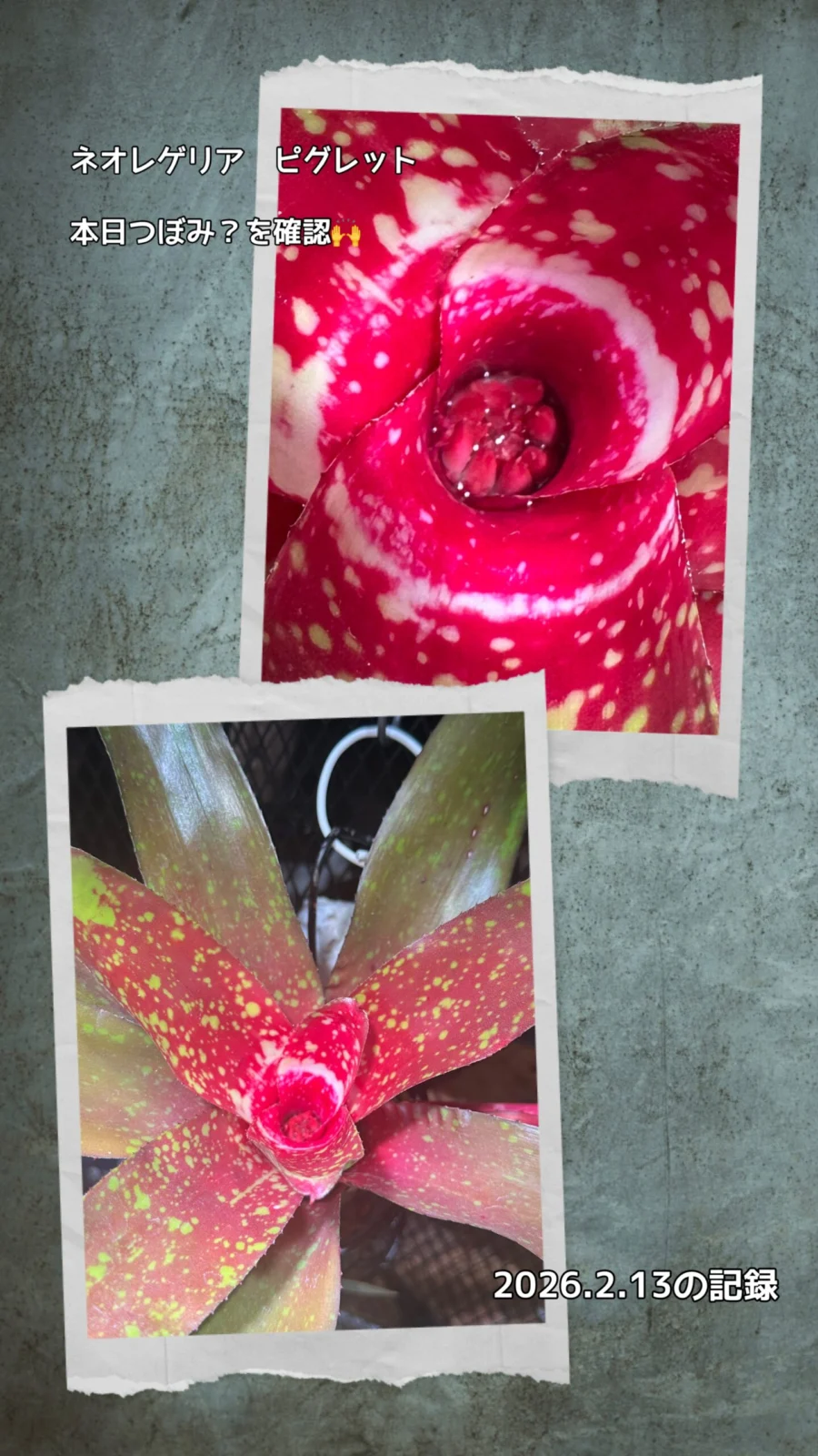 ネオレゲリア ピグレット つぼみ