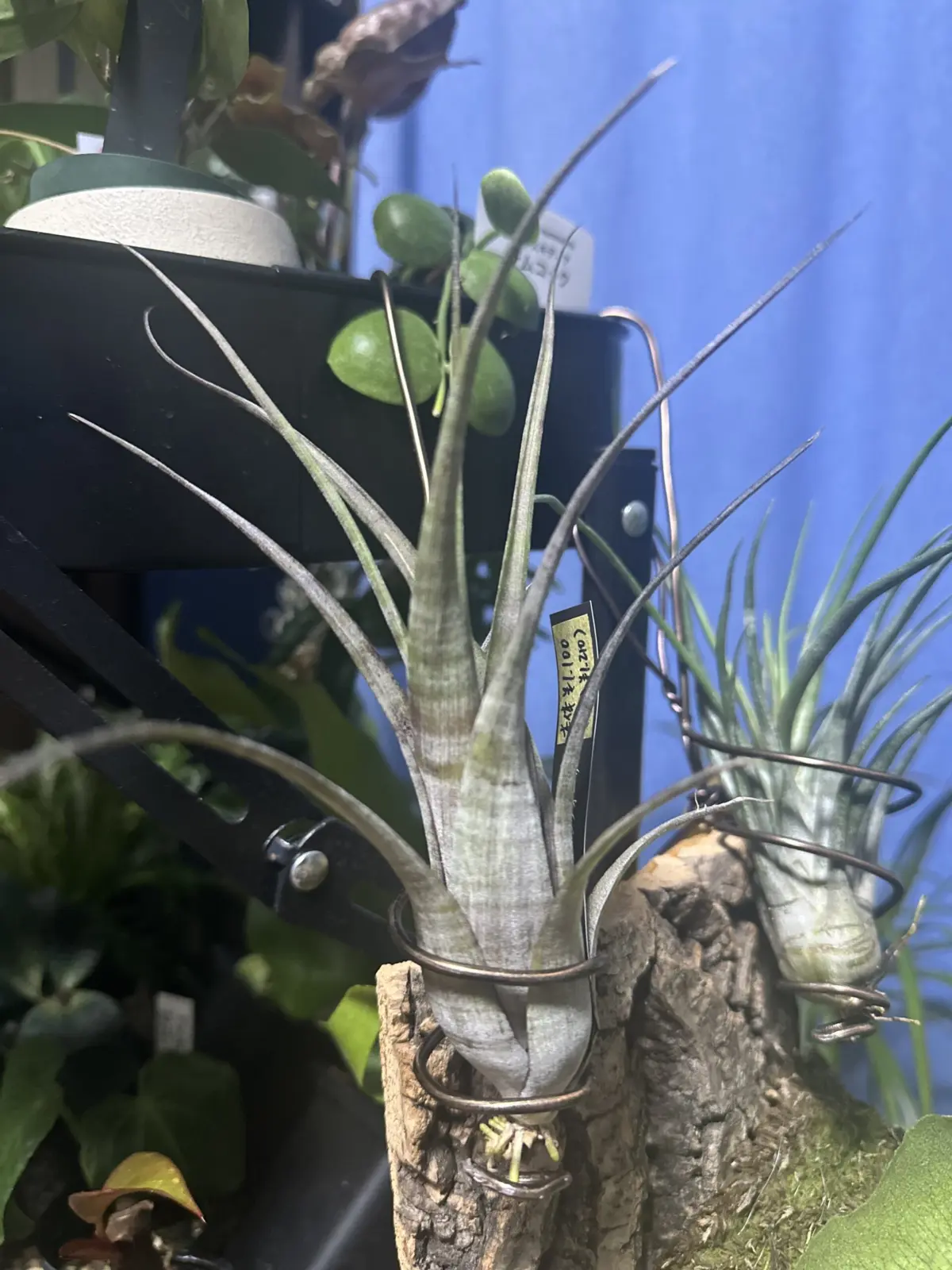 ティランジア フレクオーサ