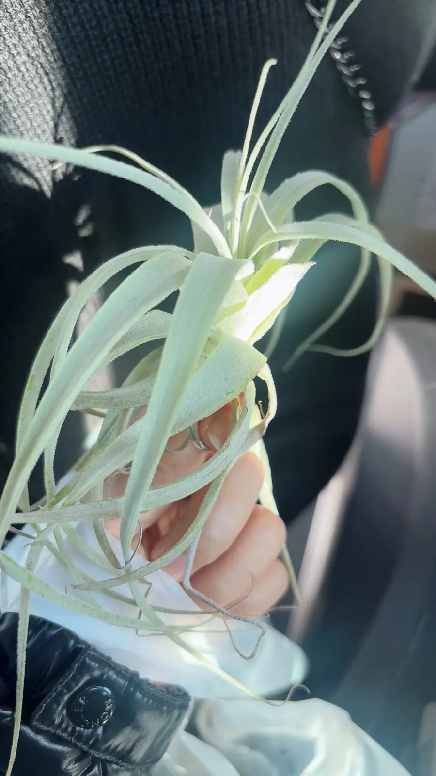 ストラミネア・ディープパープル