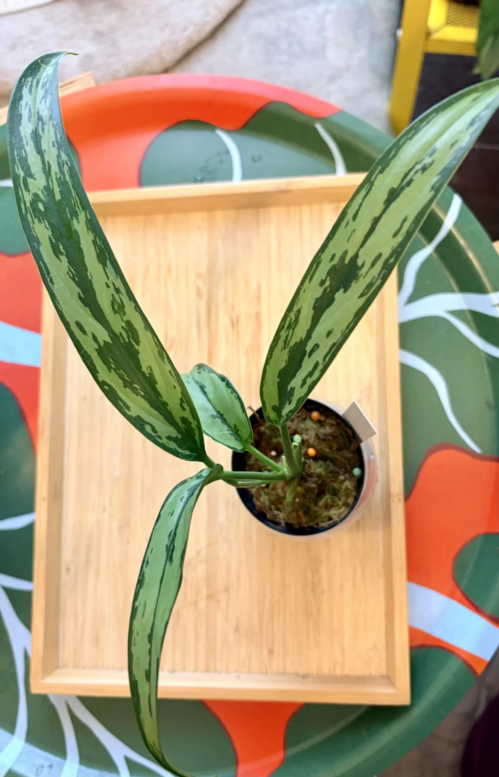 アグラオネマ　カトラス