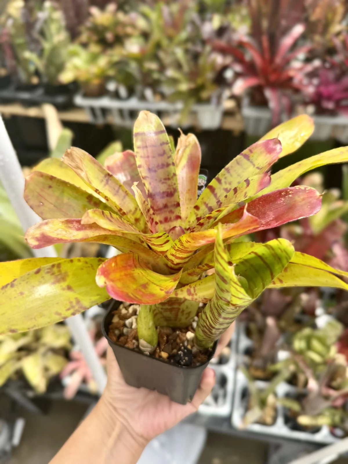 ネオレゲリア　タイガープラウン