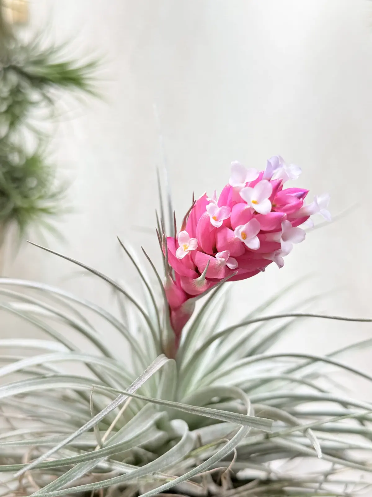 ティランジア　コットンキャンディ