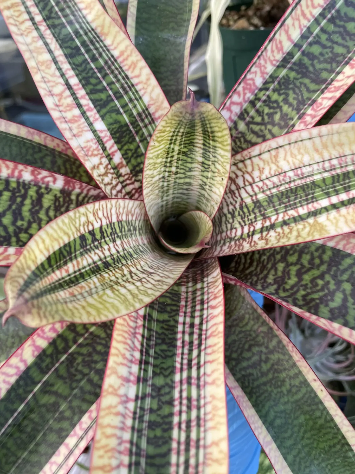 フリーセア　チューリップ