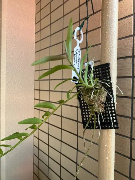 デンドロビウム　ビエラルティ