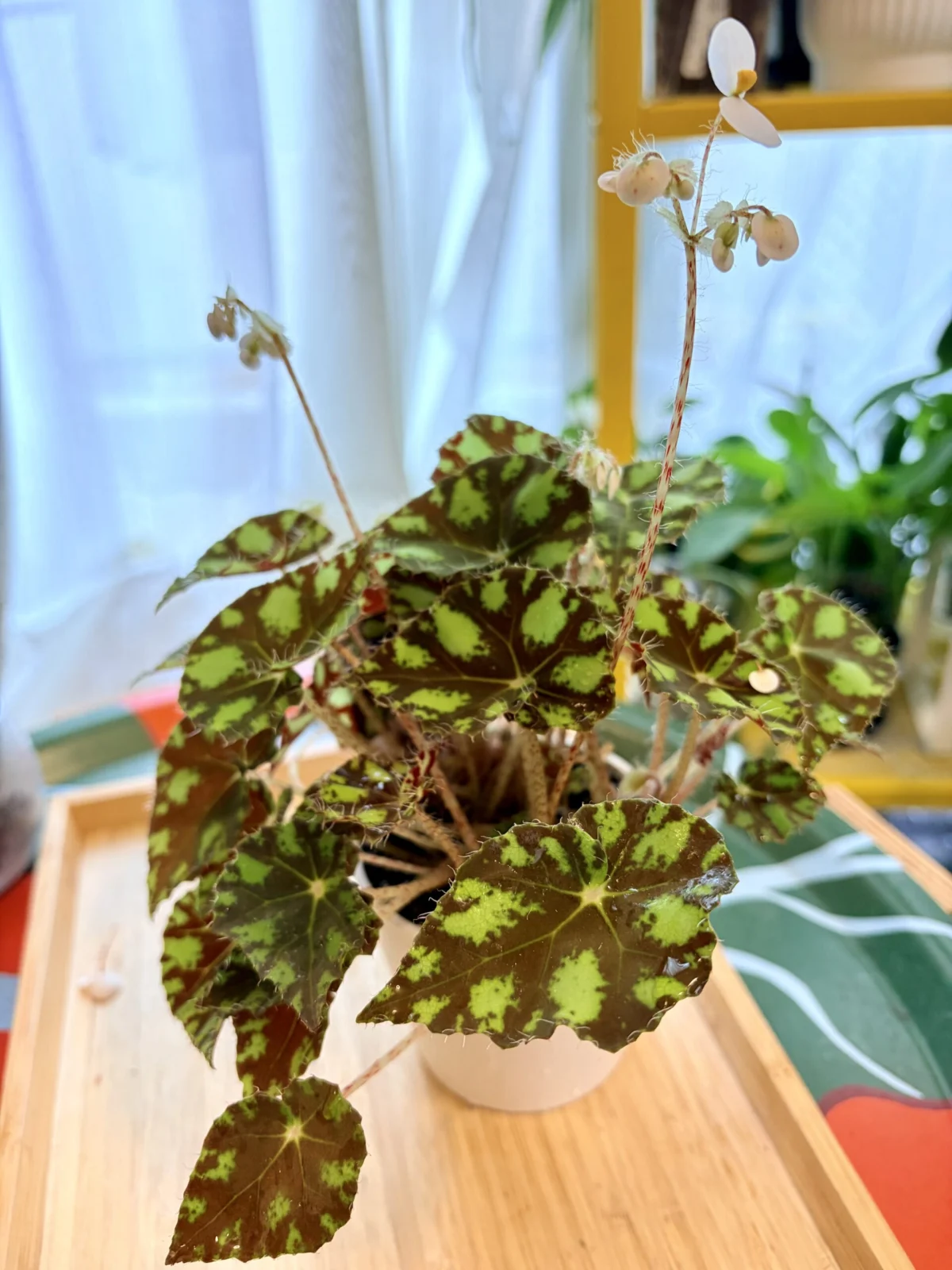 ベゴニア　タイガーキトゥン