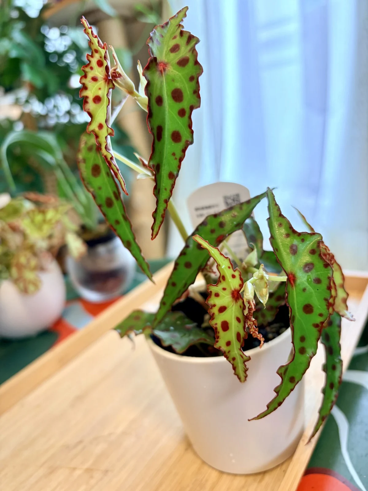 ベゴニア　アンフィオクサス