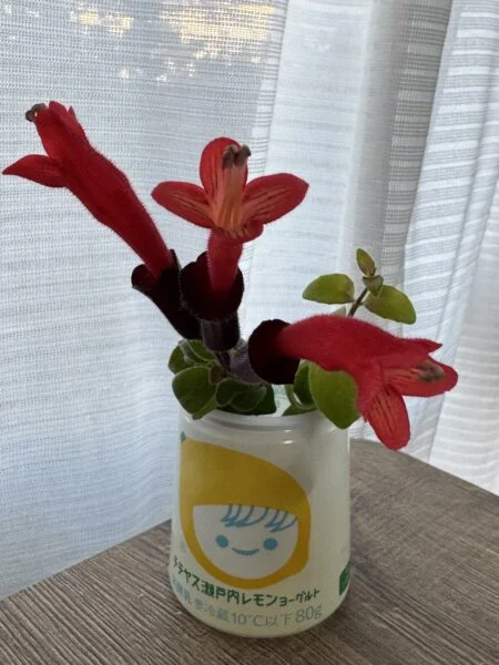エスキナンサス　ラスタ　花　水挿し