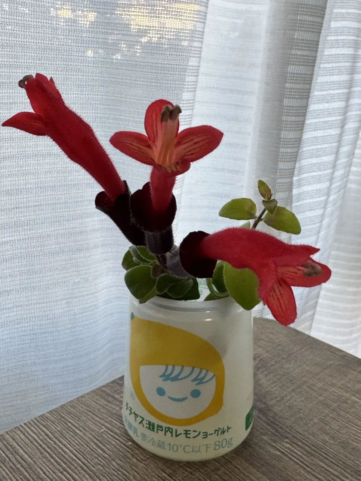 エスキナンサス　ラスタ　花　水挿し