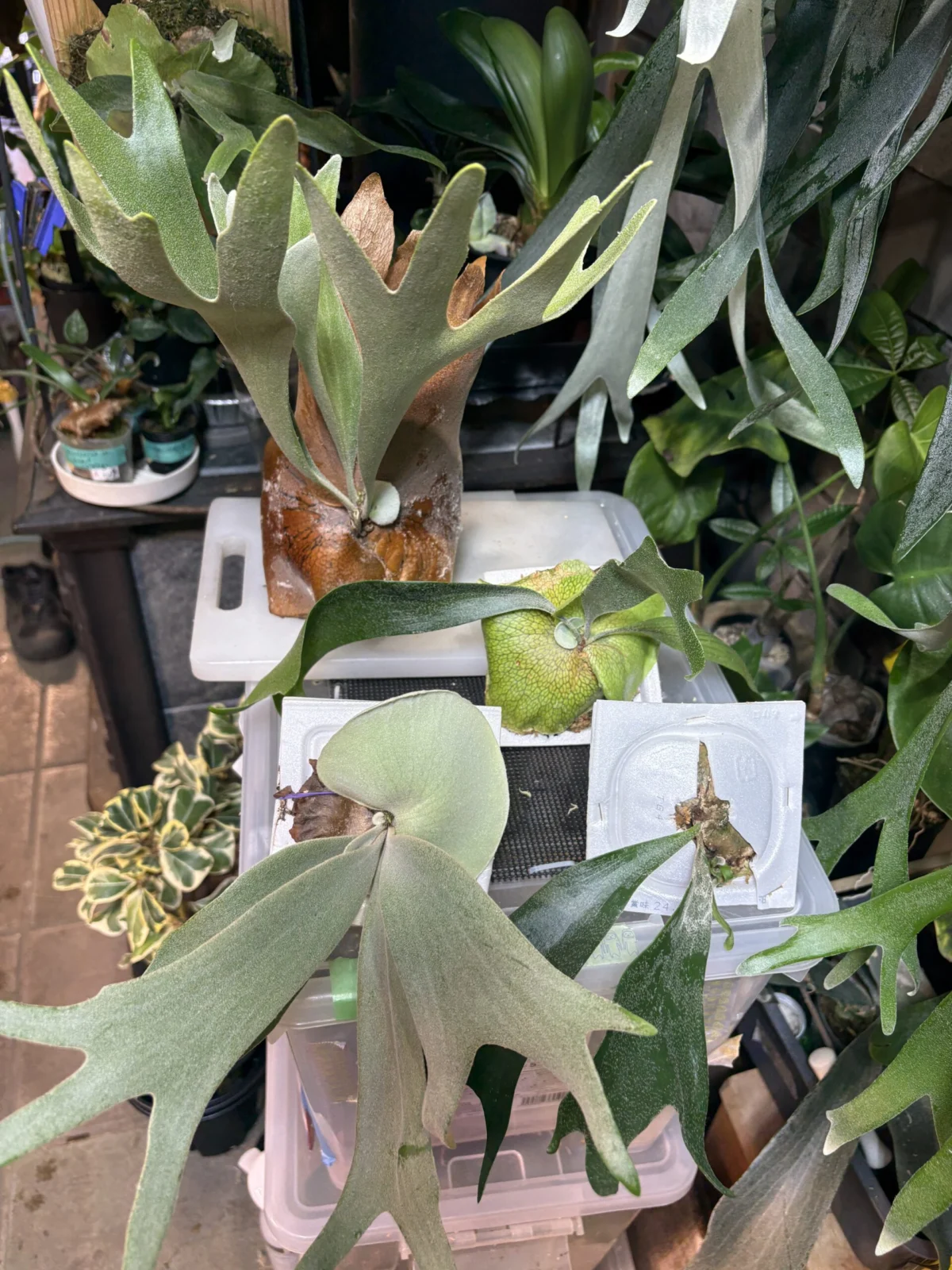 ビカクシダ/ウイリンキー/胞子培養株選抜/納豆パック育ち