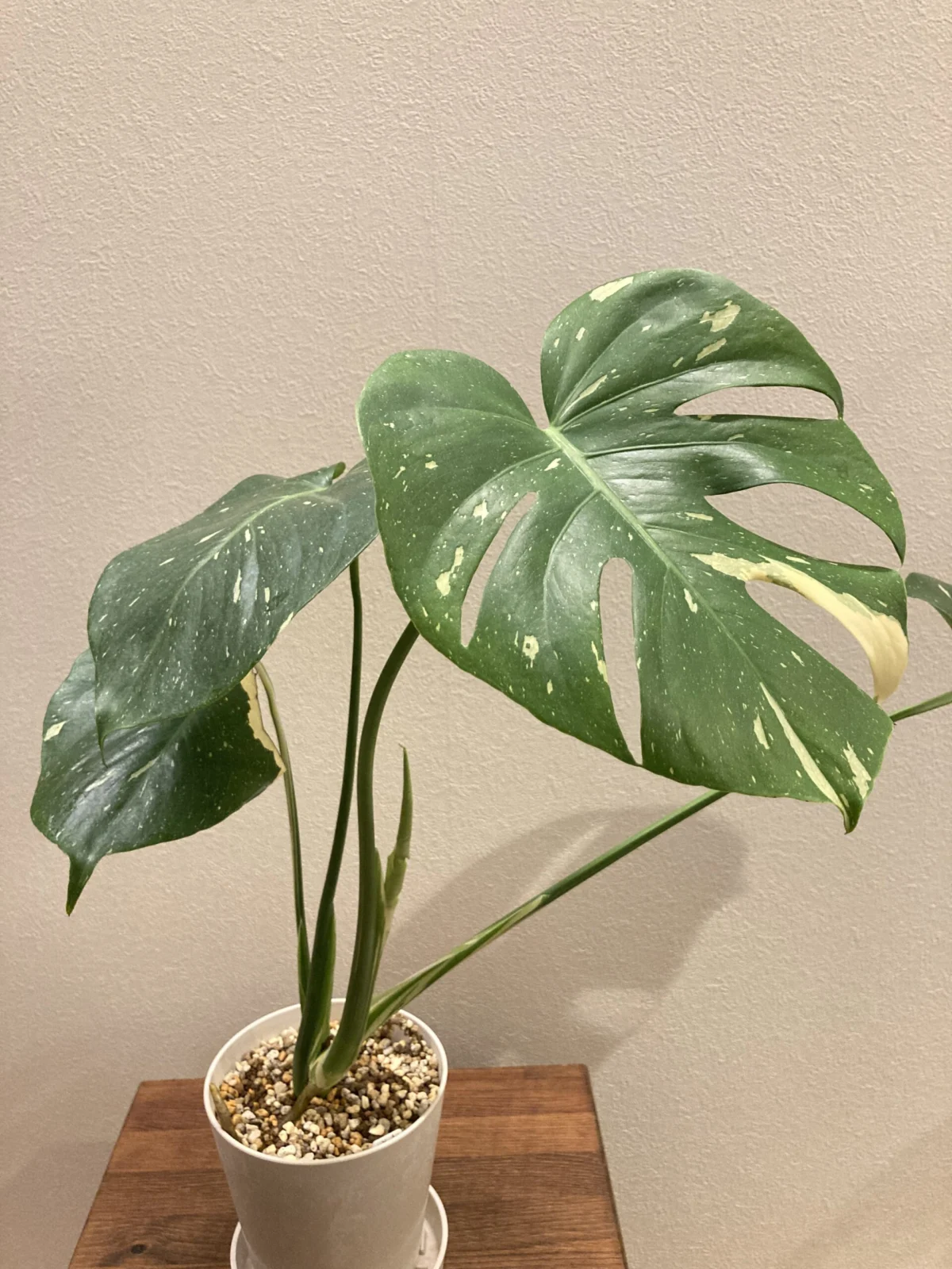 モンステラ　タイコンステレーション　ドリル