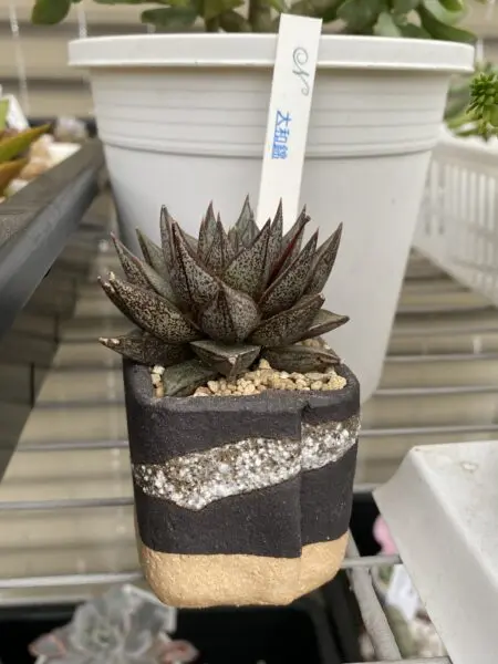多肉植物 エケベリア 大和錦