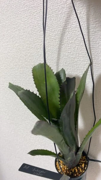 ビルベルギア　オーバージーン
