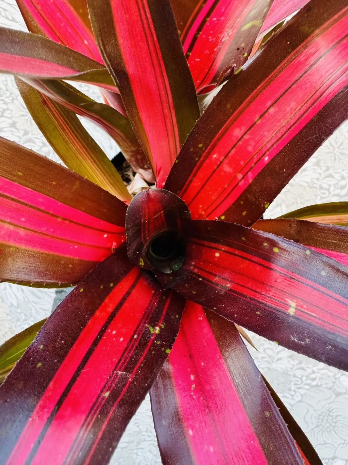 ネオレゲリア　ピミエント　天面近接