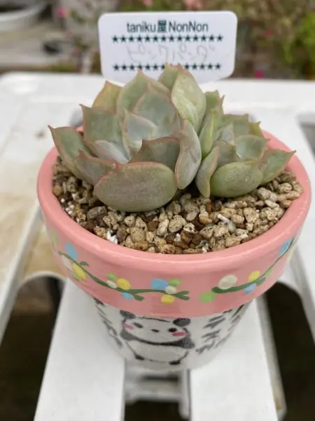多肉植物 エケベリア ピンクパンダ