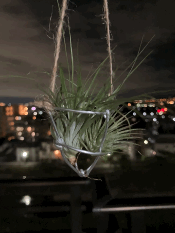 ティランジア　イオナンタ　&　ストリクタ