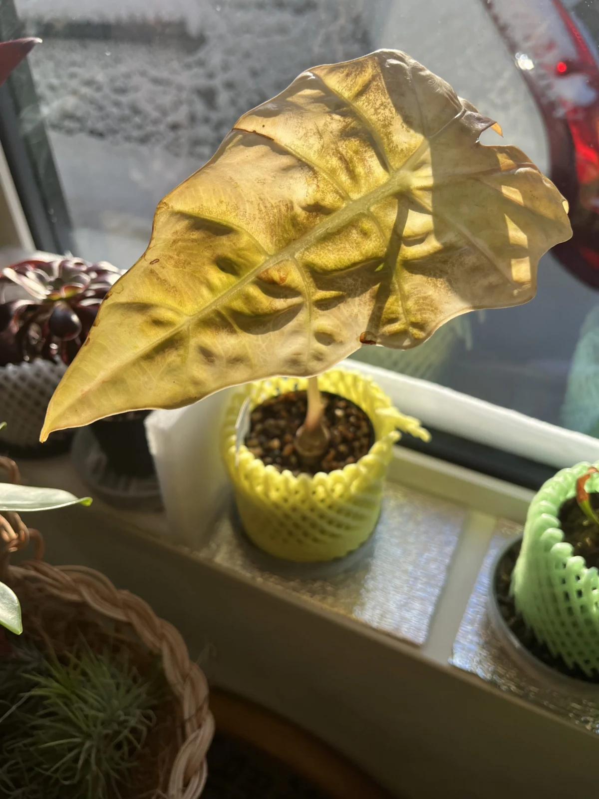 アロカシア　アマゾニカ　枯れ