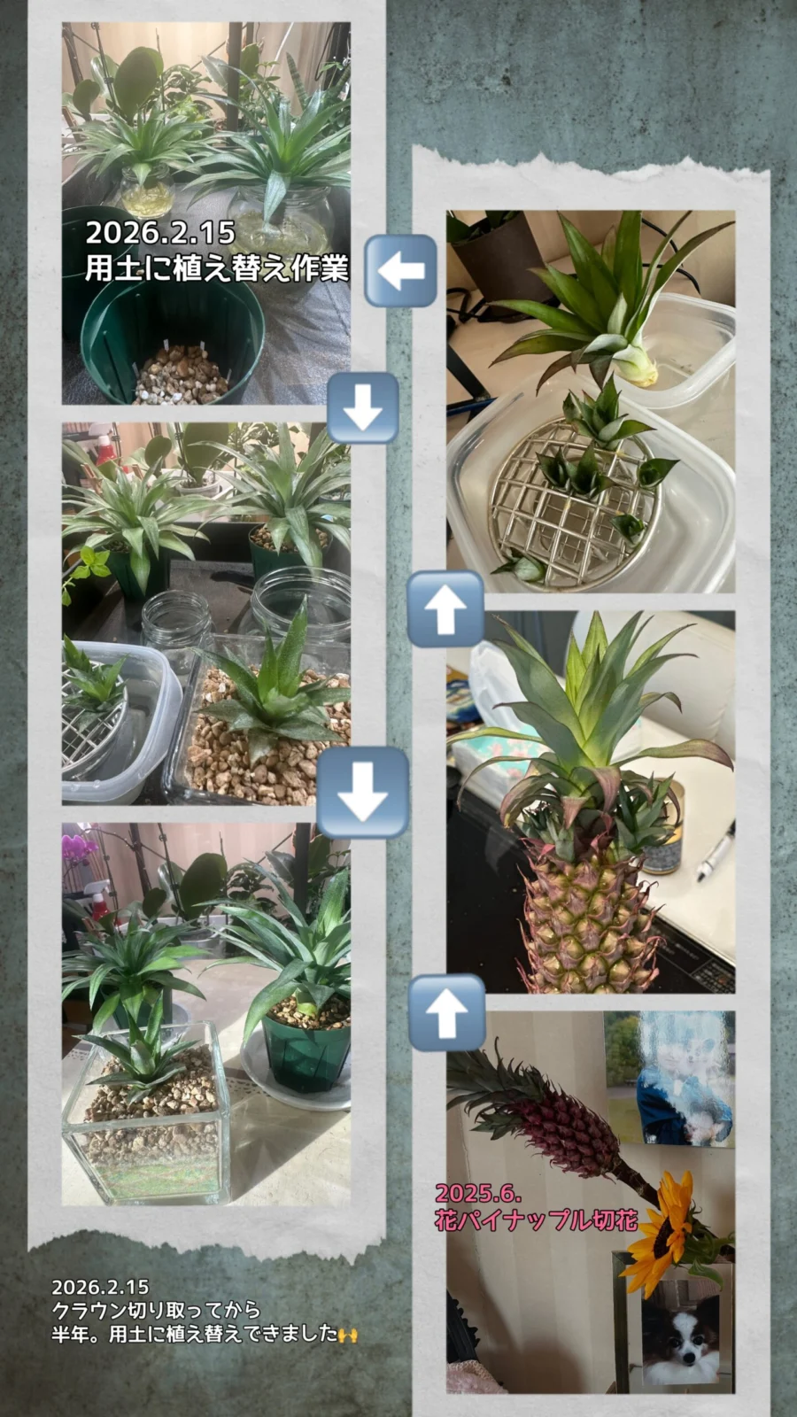 花パイナップル　切花　発根　鉢植えに