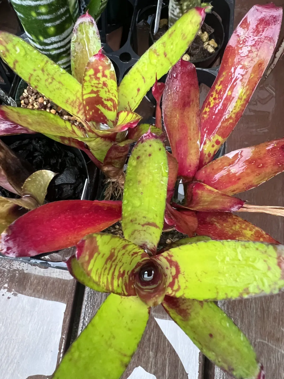 ネオレゲリア　リリープー