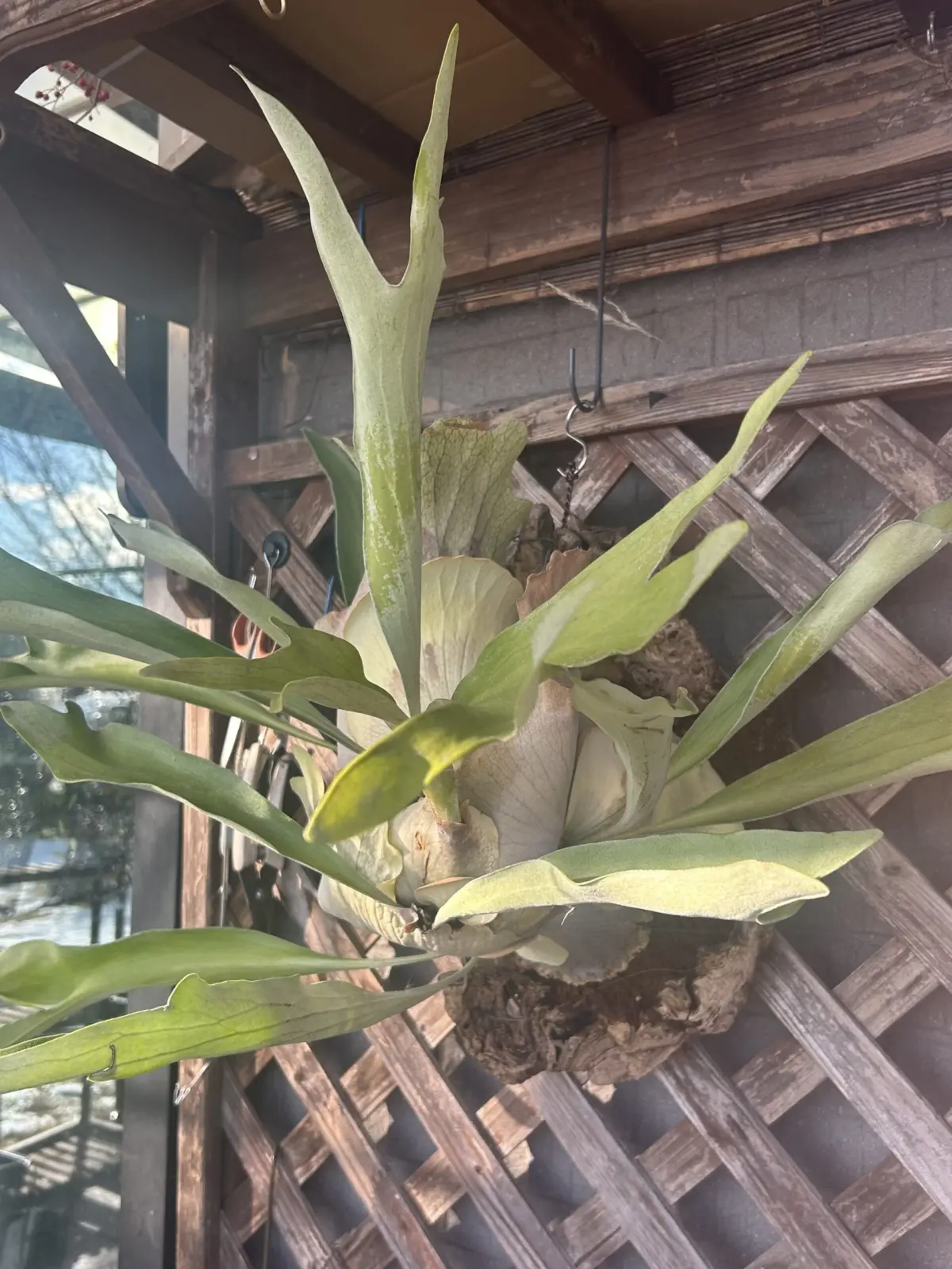 ビカクシダ　ネザーランド