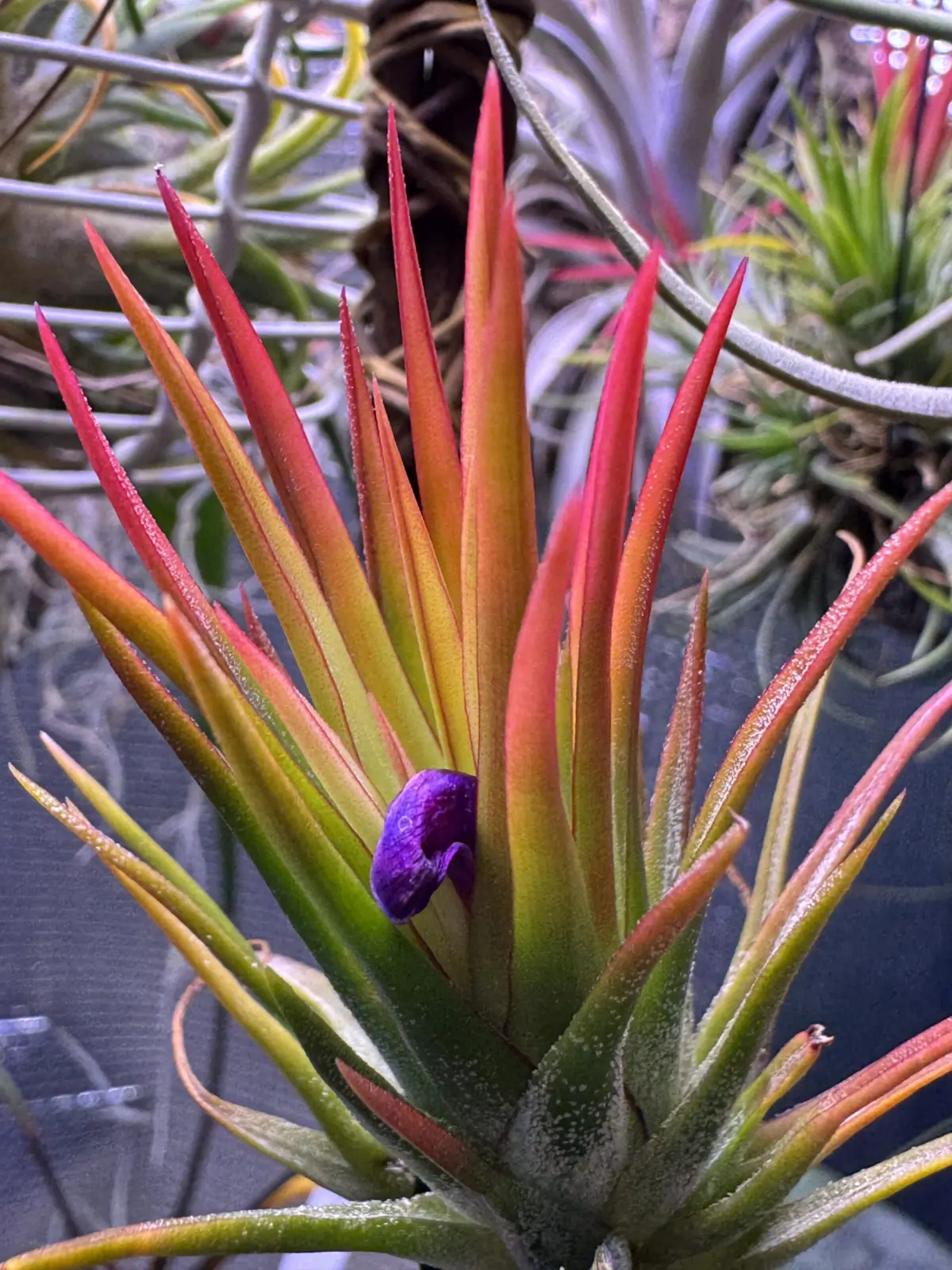 ティランジア 札落ち 花 不発 ホムセン