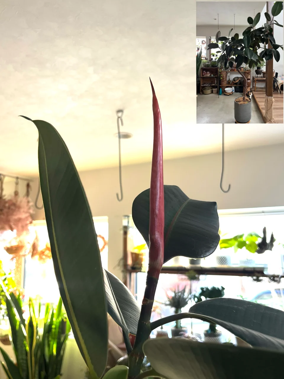 フィカス バーガンディ　新芽