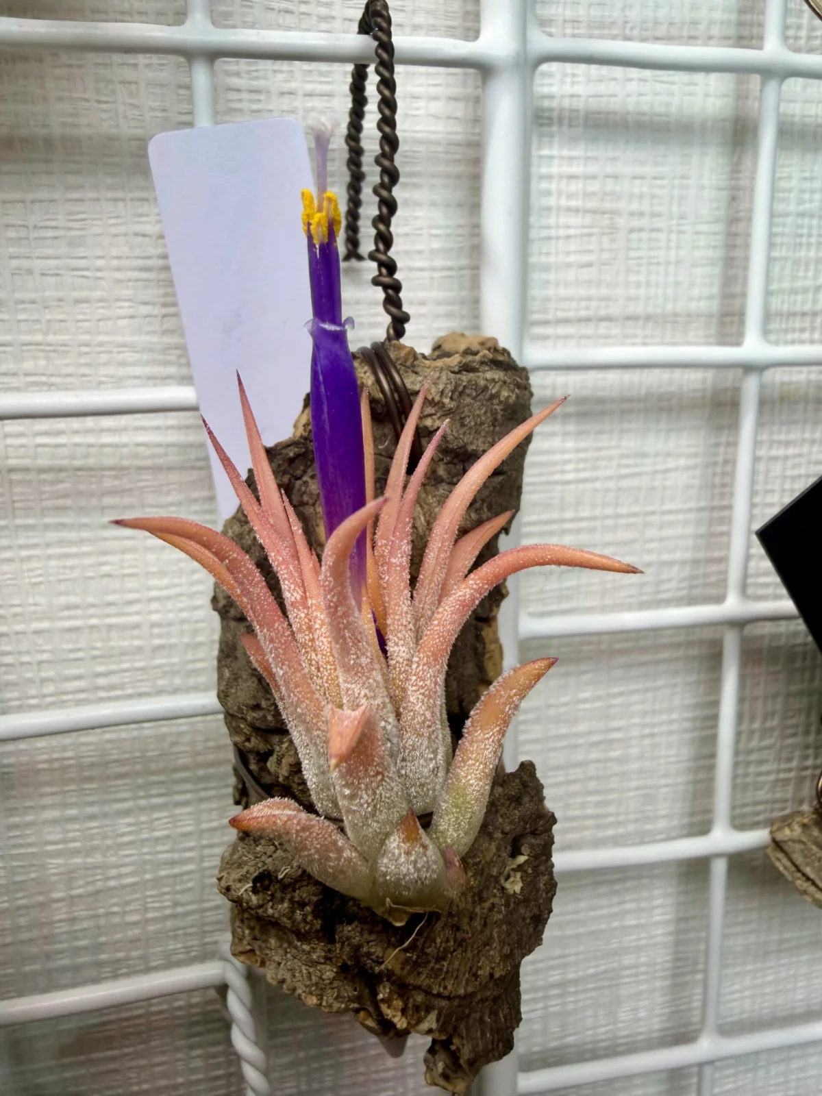 ティランジア　イオナンタ　ソル　開花