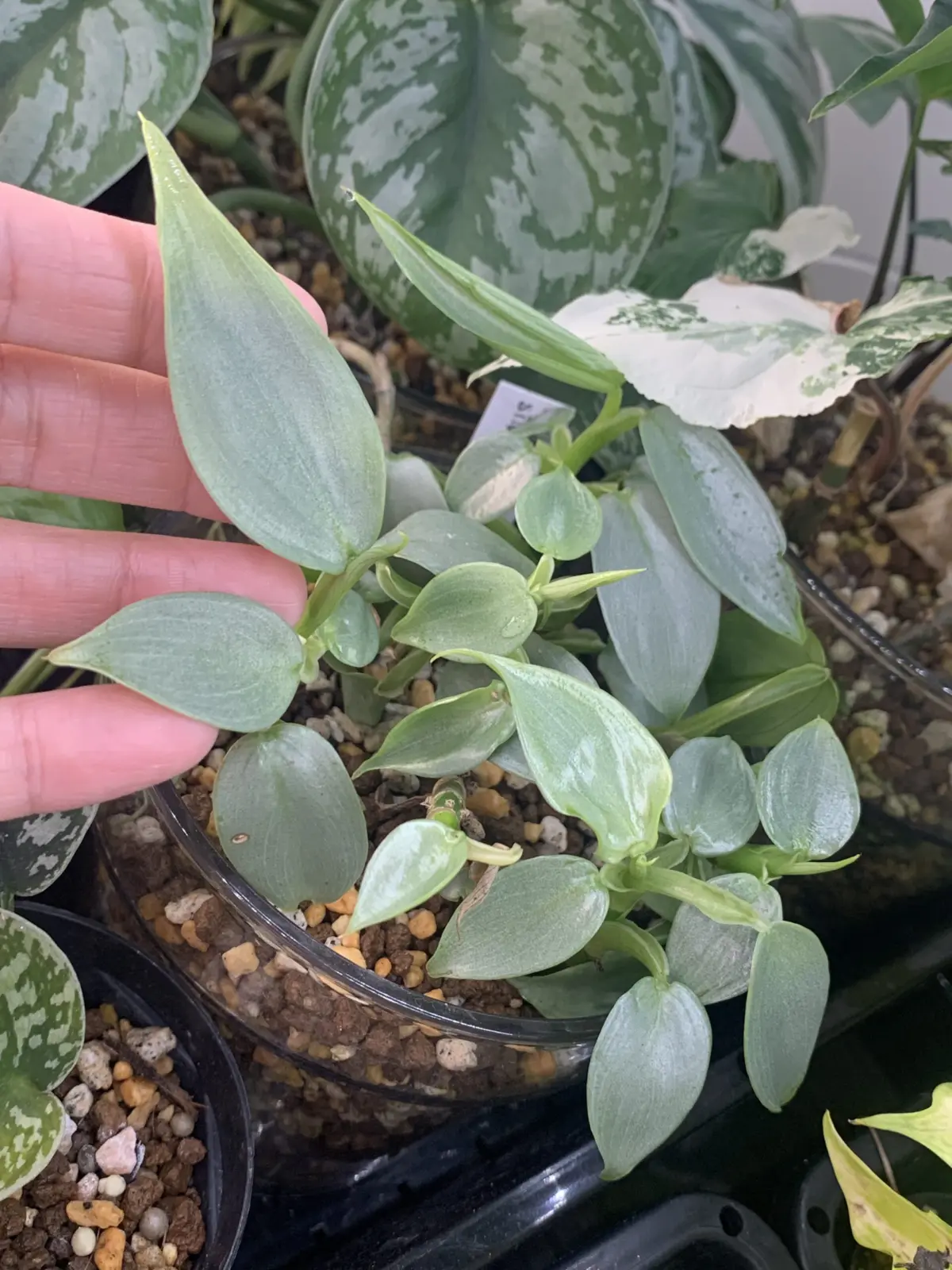 フィロデンドロン　シルバーメタル