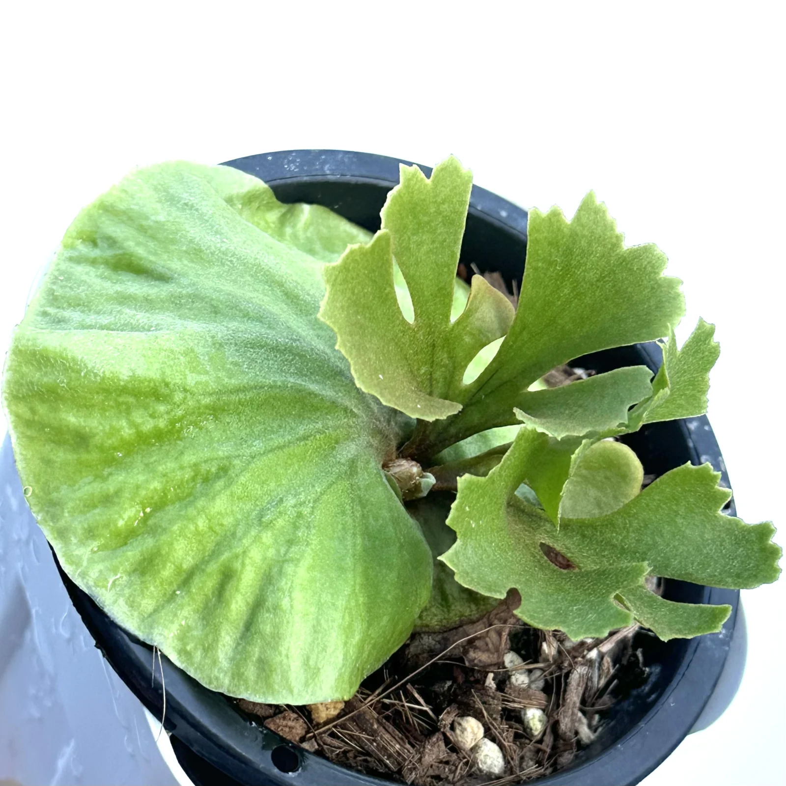 ビカクシダ　リドレイ　ドワーフ