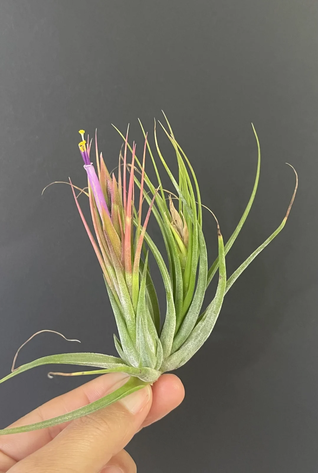 ティランジア　札落ち