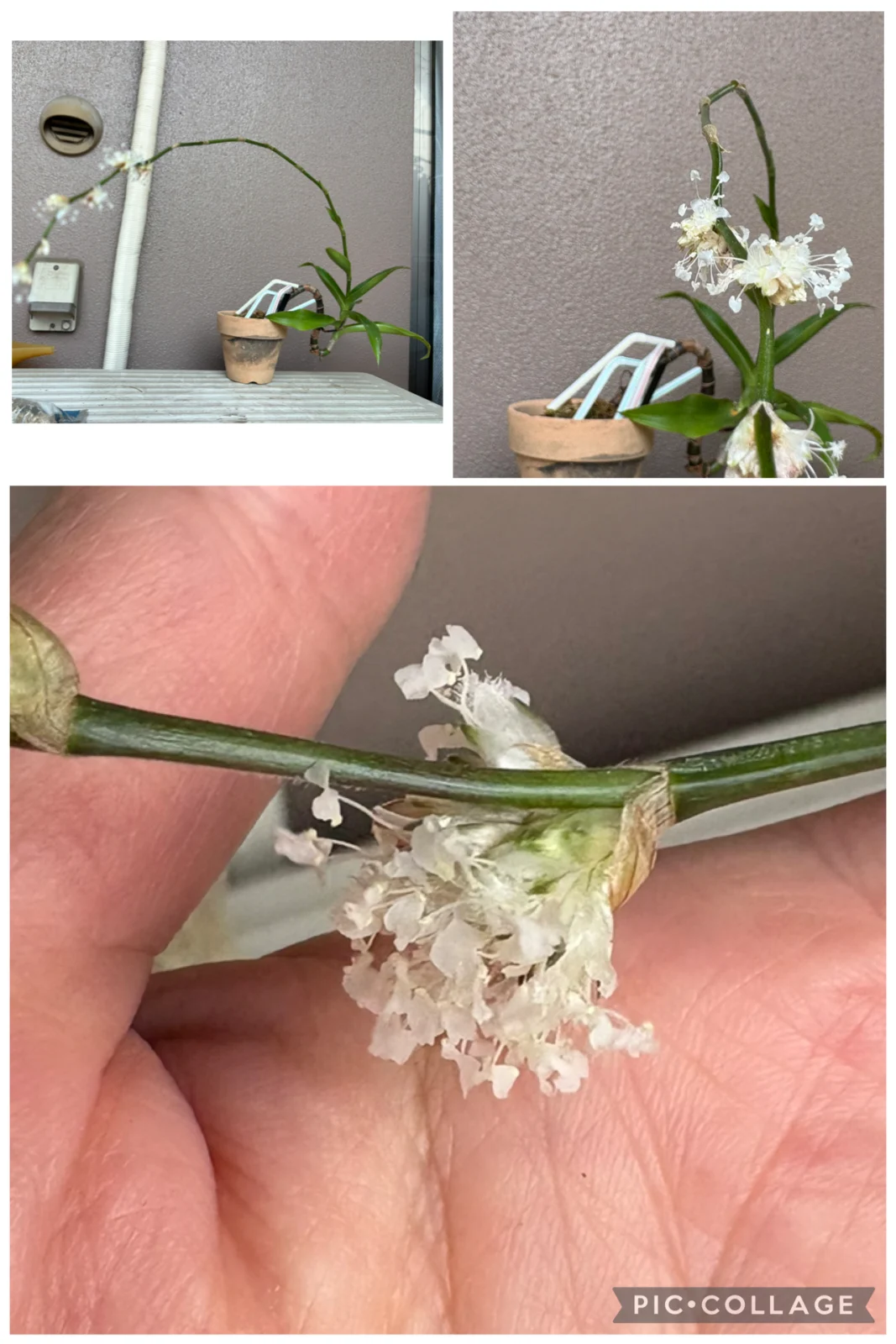 カリシアフレグランス 花