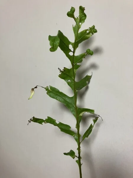ドリナリア クエルシフォリア 斑入り 食害