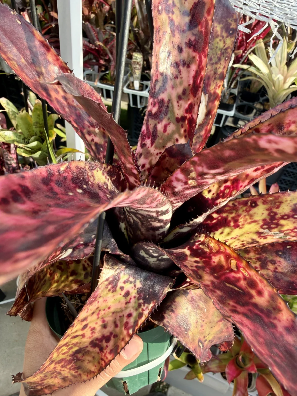 エクメア　レインボー