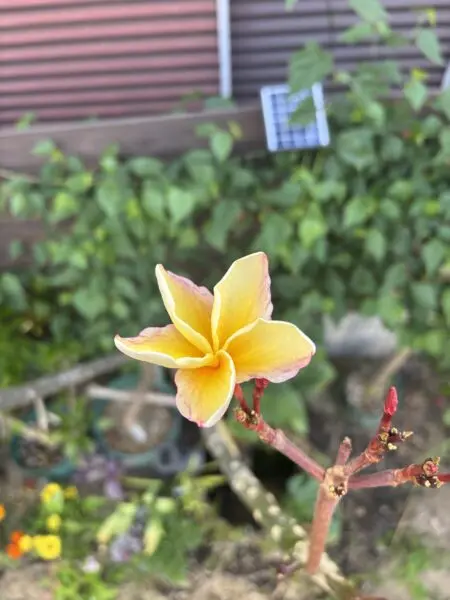 プルメリア ベラクルーズローズ　花　
