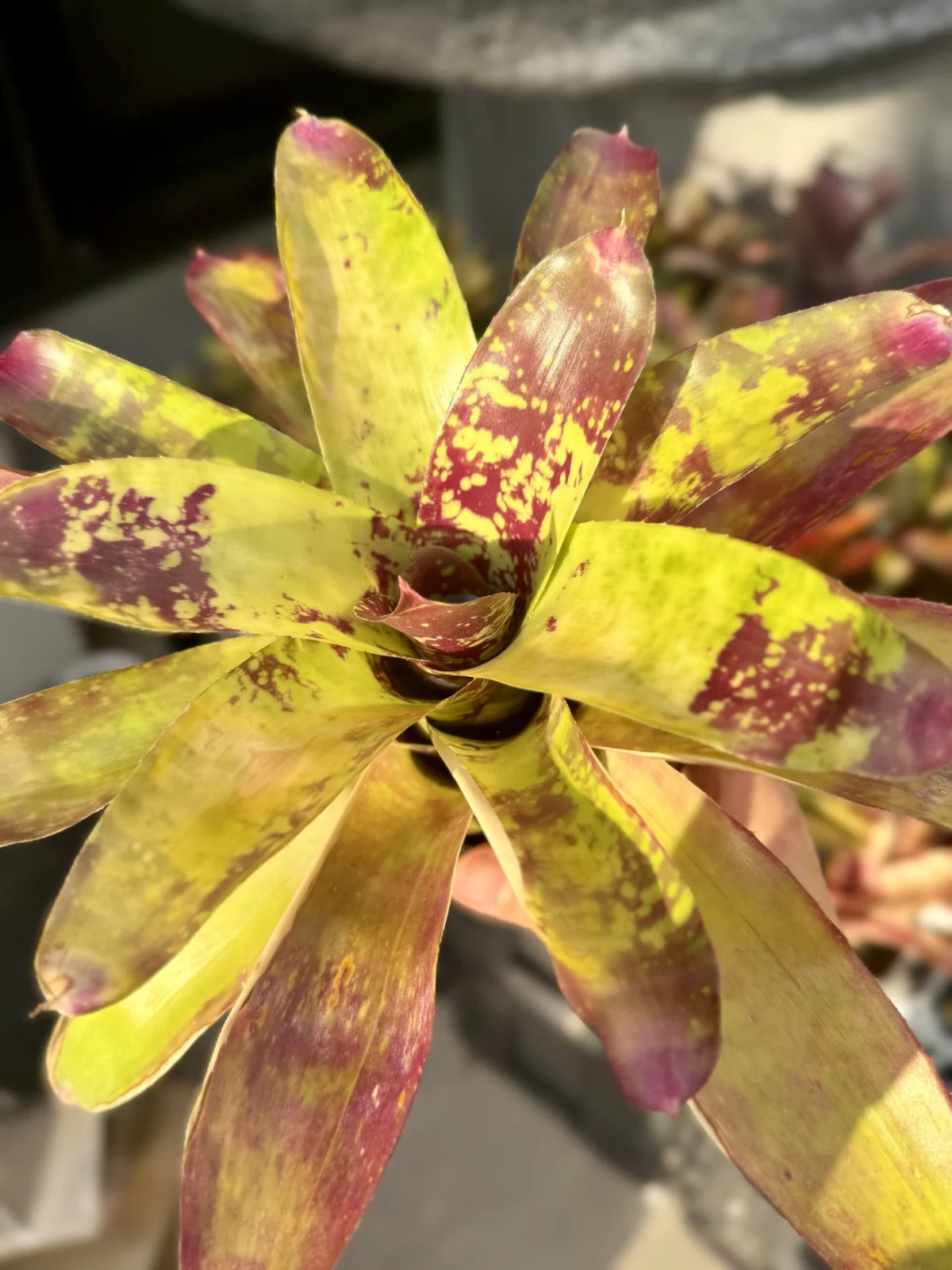 ネオレゲリア　ウィステリア