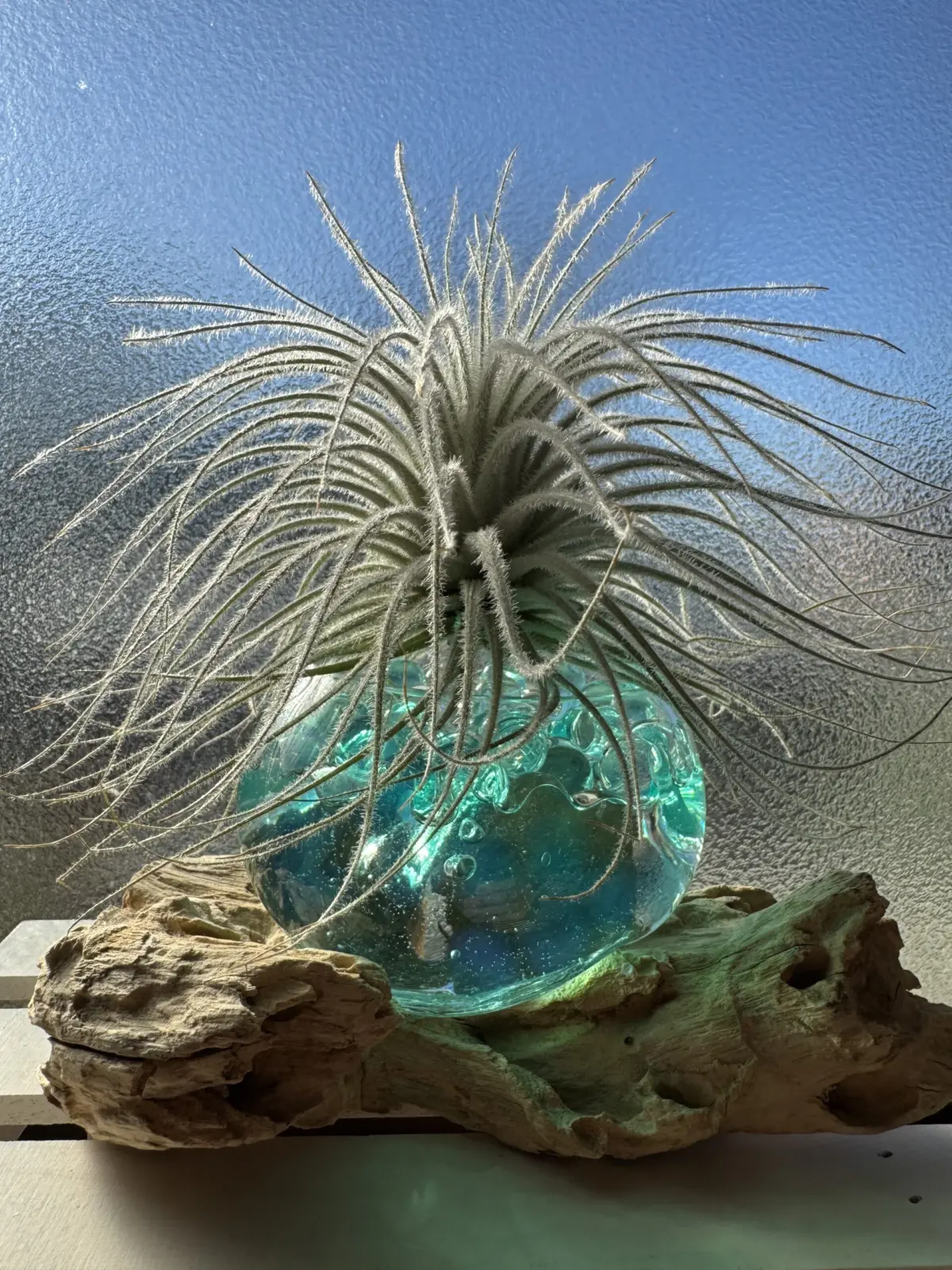 ティランジア テクトラム