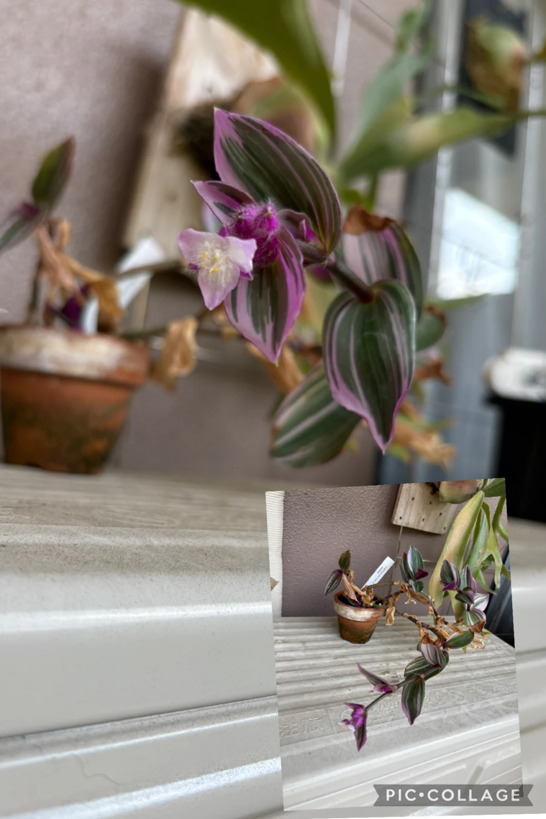 トラデスカンチア ナヌーク 花