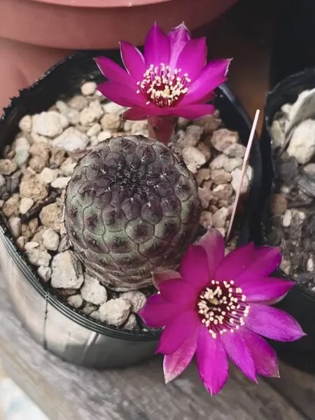 サボテン　スルコレブチア　ラウシー　花