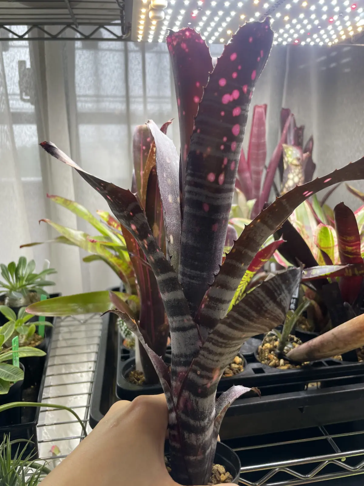 ビルベルギア　スモークスタック