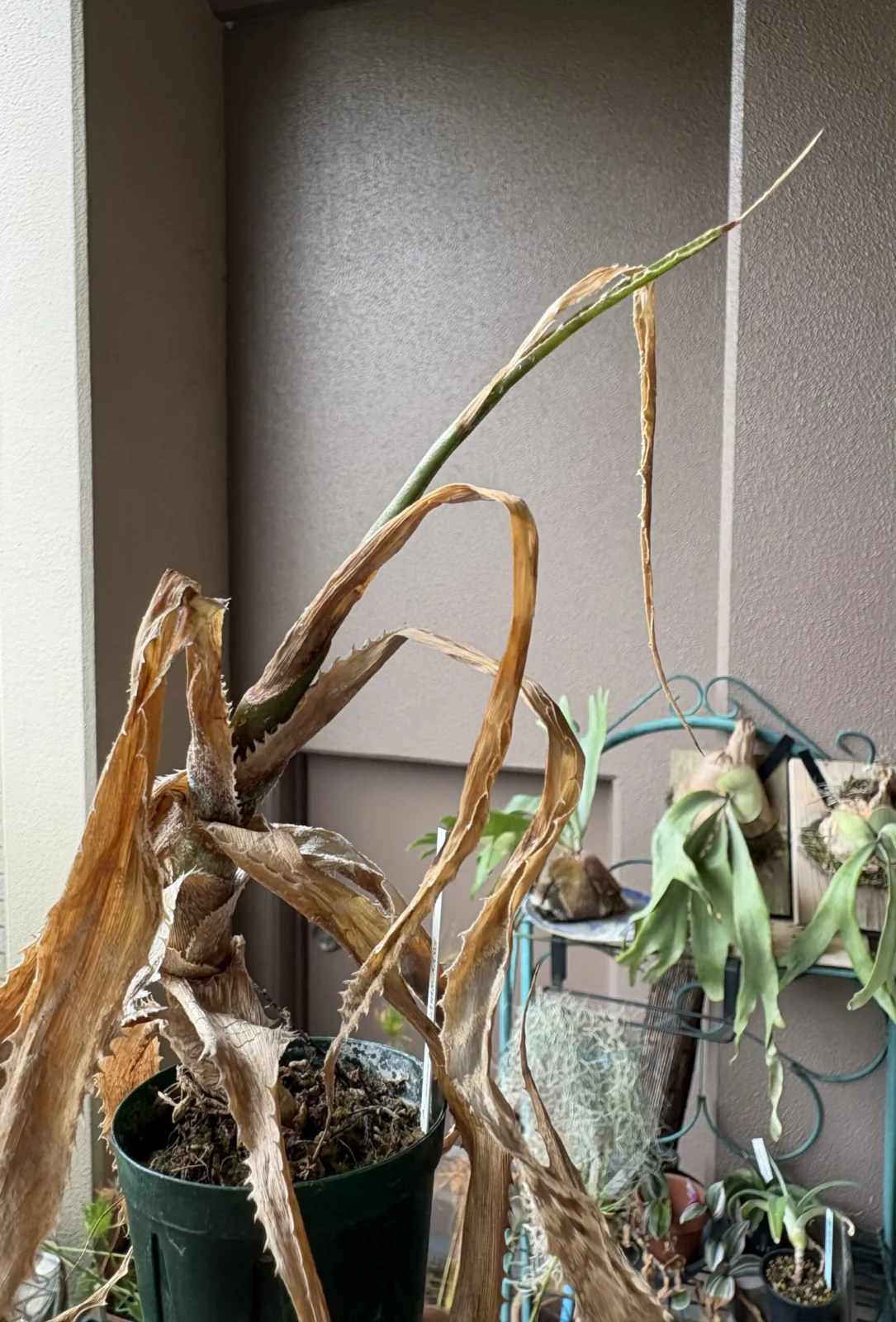 横浜 オルソフィツム グルケニー 越冬失敗？