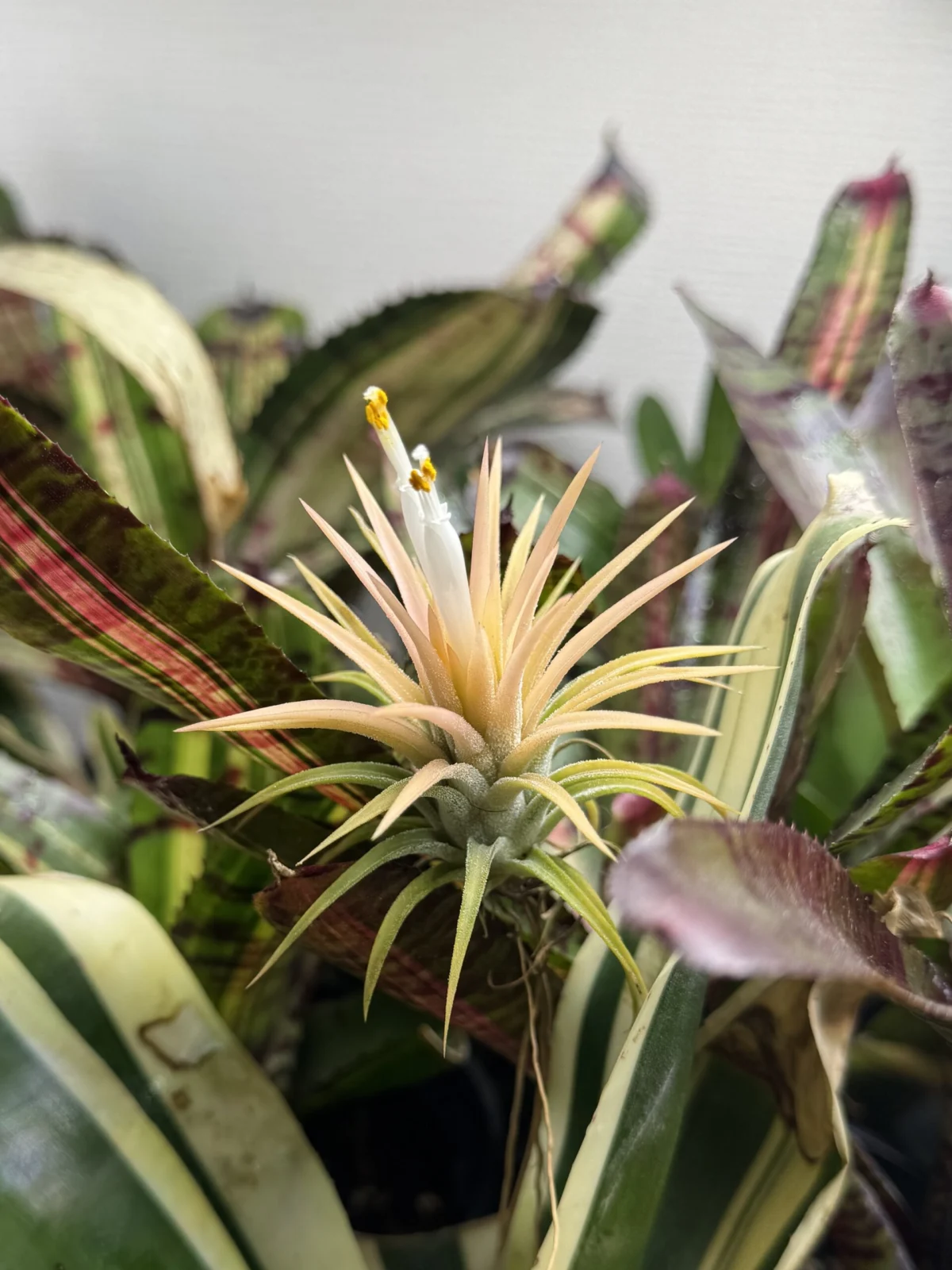 ティランジア　イオナンタ ドゥルイド